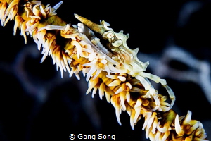 Wire coral crab by Gang Song 